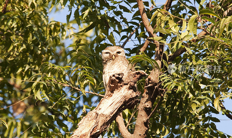 斑点Owlet (Athene brama)